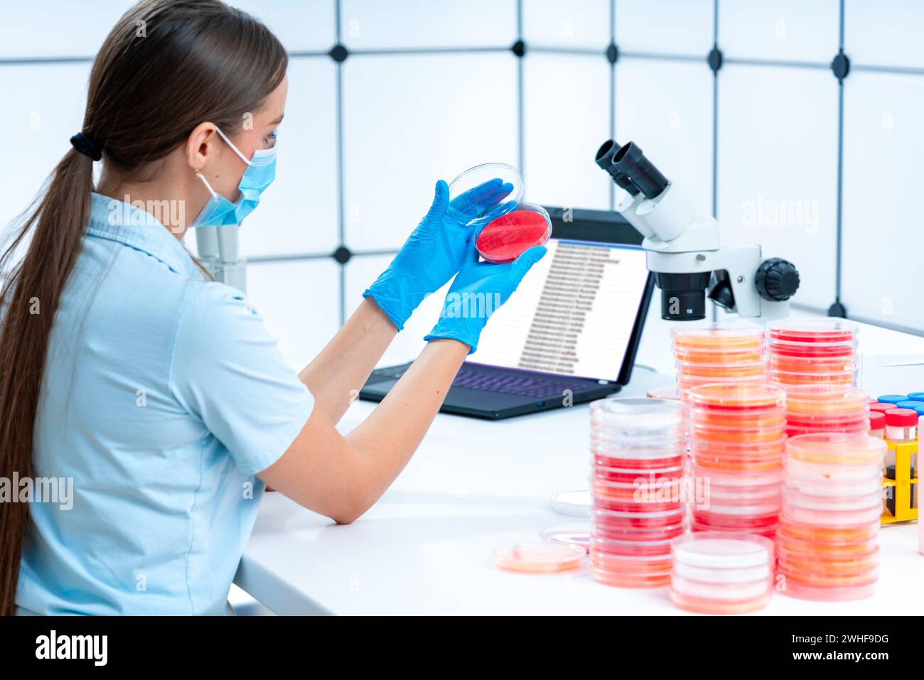 Scienziato esaminando capsula di petri Foto Stock