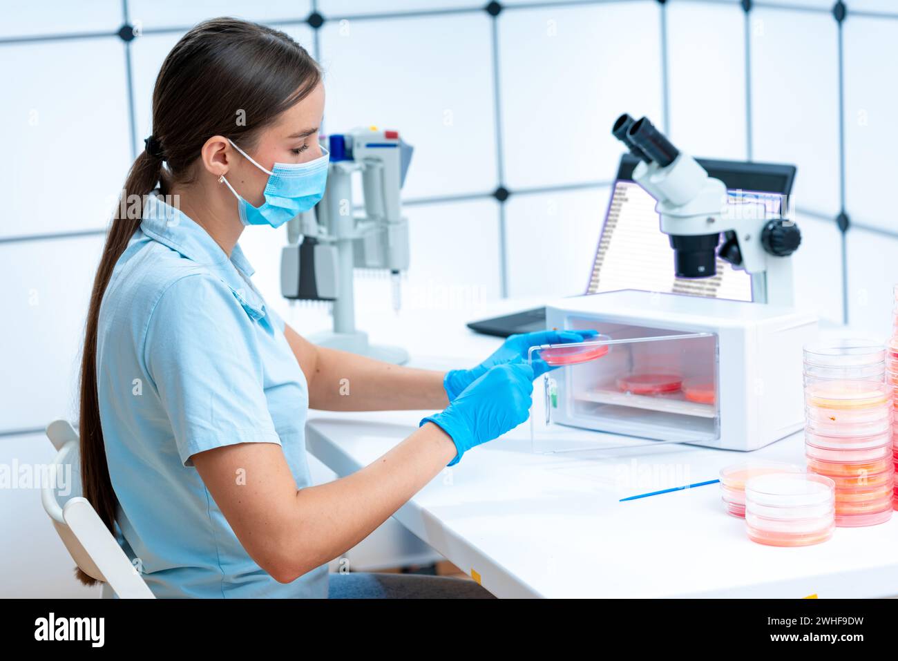 Scienziato che lavora con capsula di petri Foto Stock