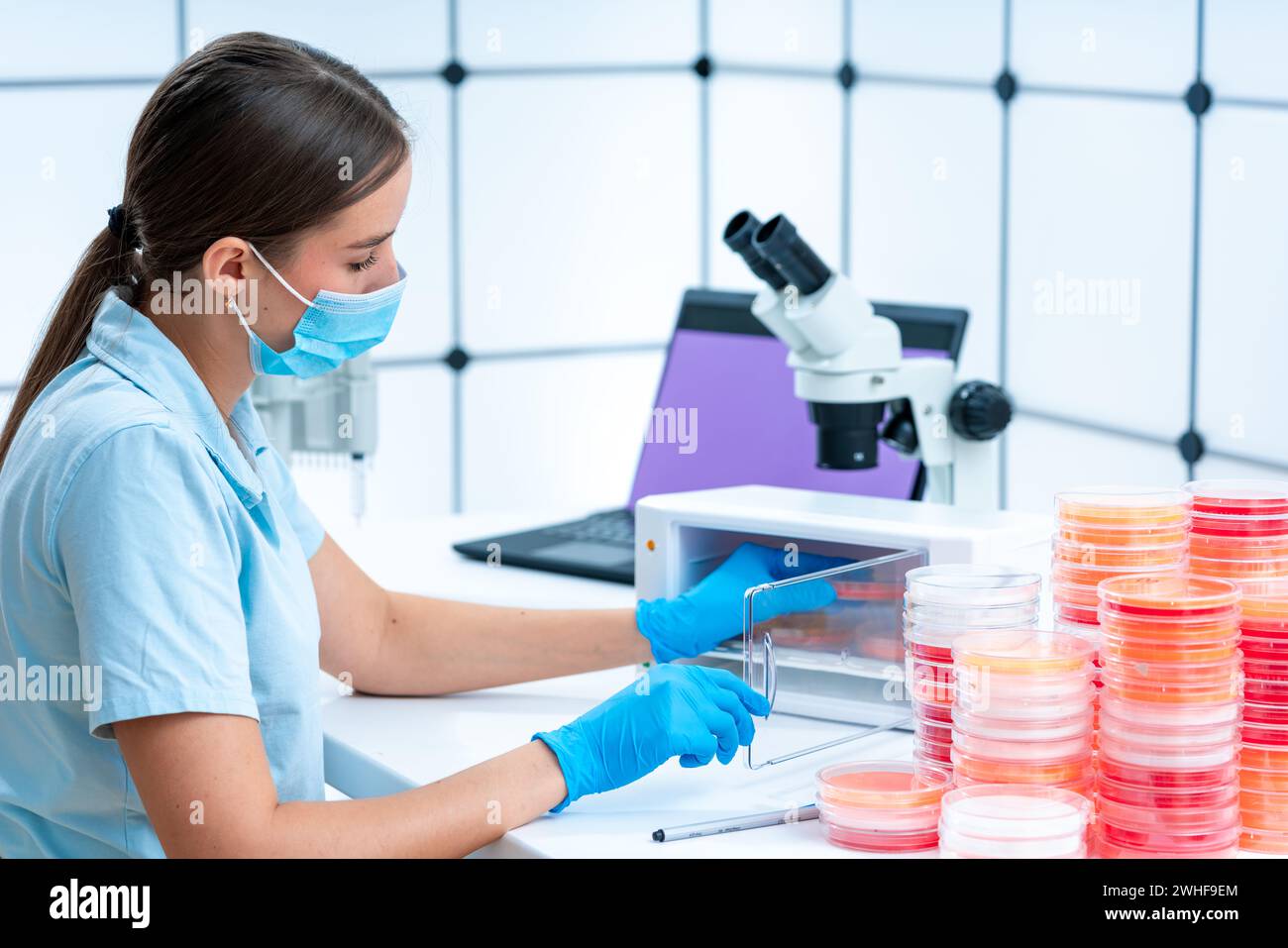 Capsula di Petri per incubazione da parte di scienziati Foto Stock