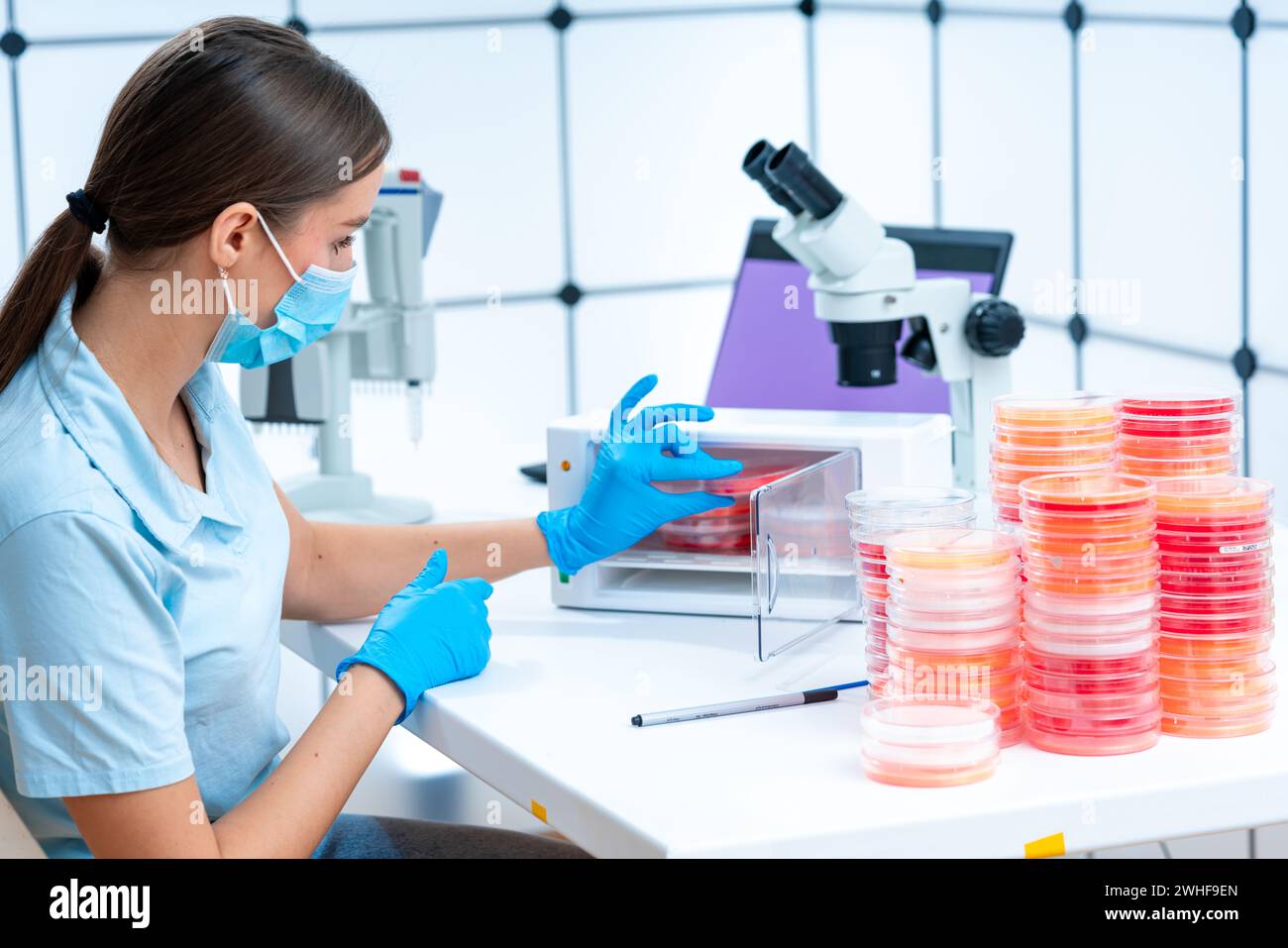 Scienziato che rimuove la capsula di Petri dall'incubatore Foto Stock