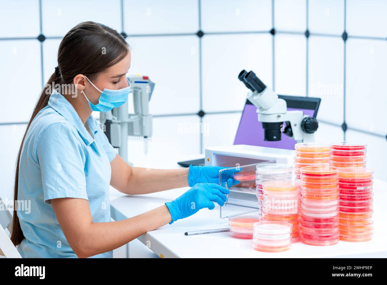Capsula di Petri per incubazione da parte di scienziati Foto Stock