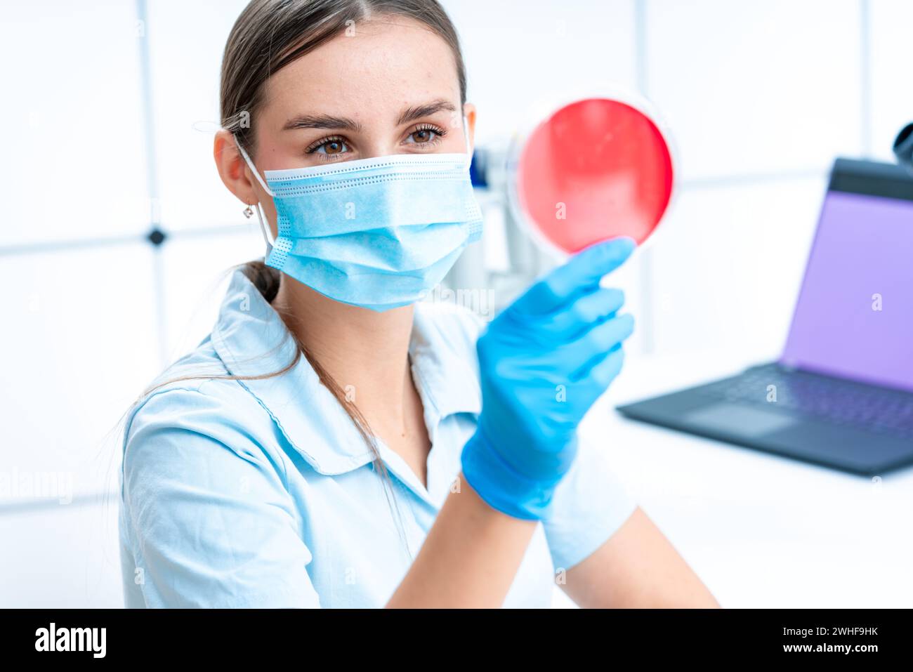 Scienziato esaminando capsula di petri Foto Stock