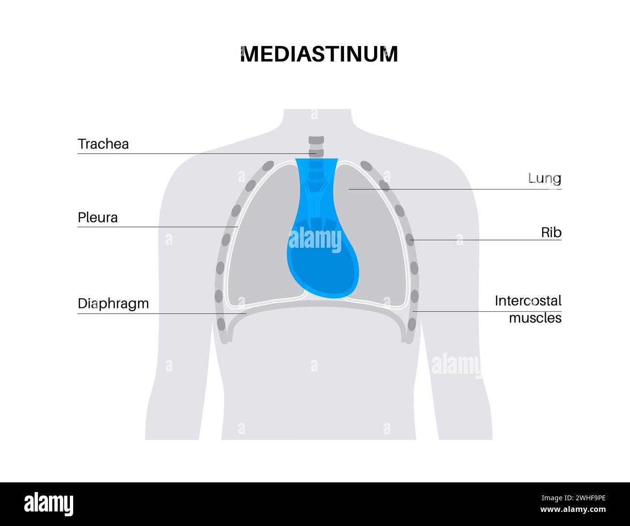 Mediastino, illustrazione Foto Stock