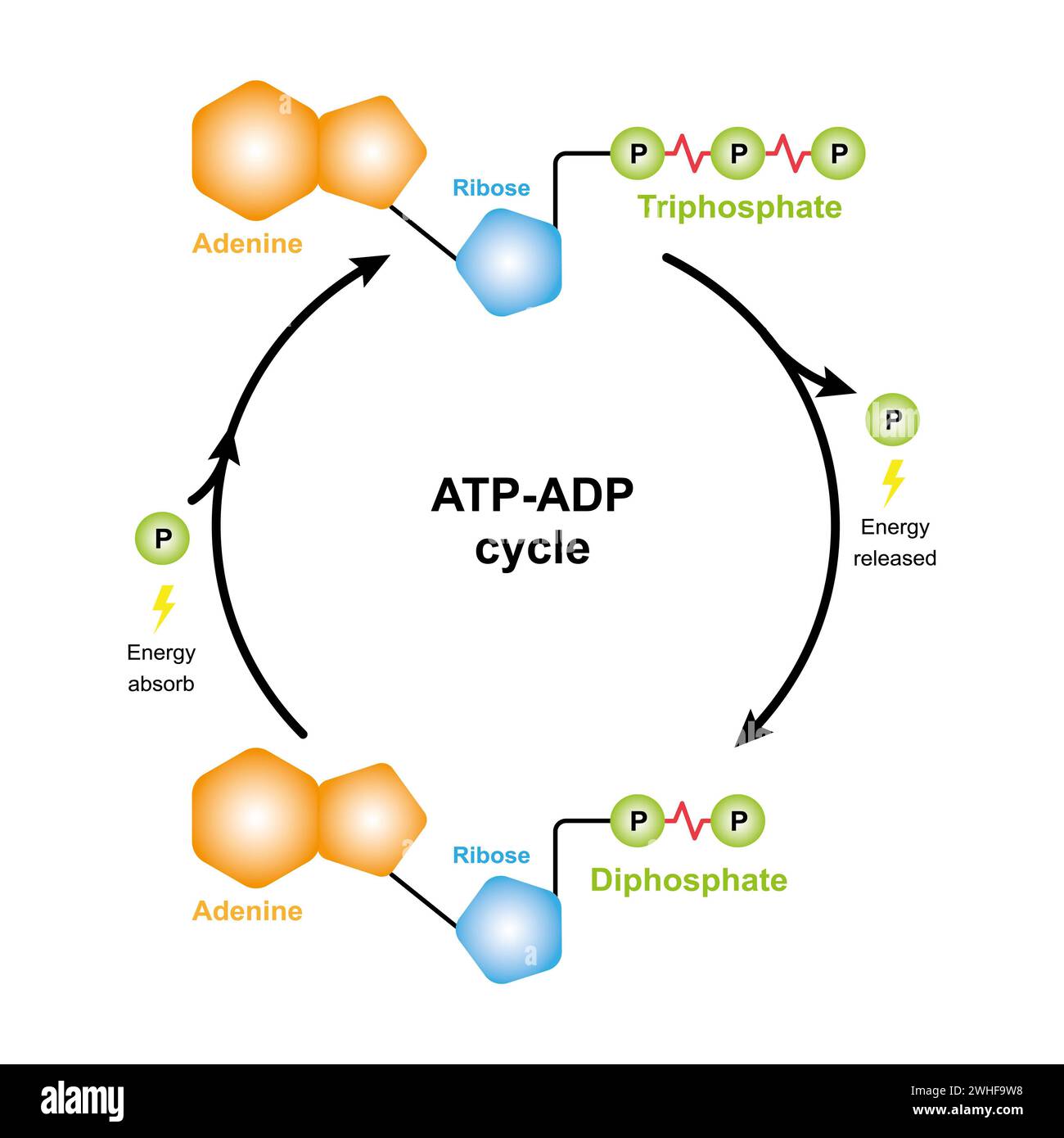 Ciclo ATP-ADP, illustrazione Foto Stock