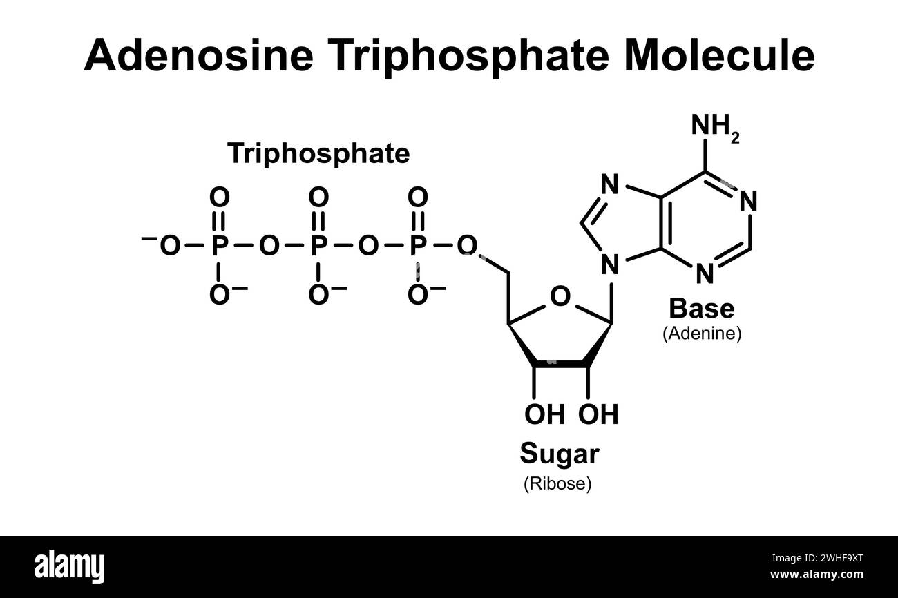Molecola ATP, illustrazione Foto Stock