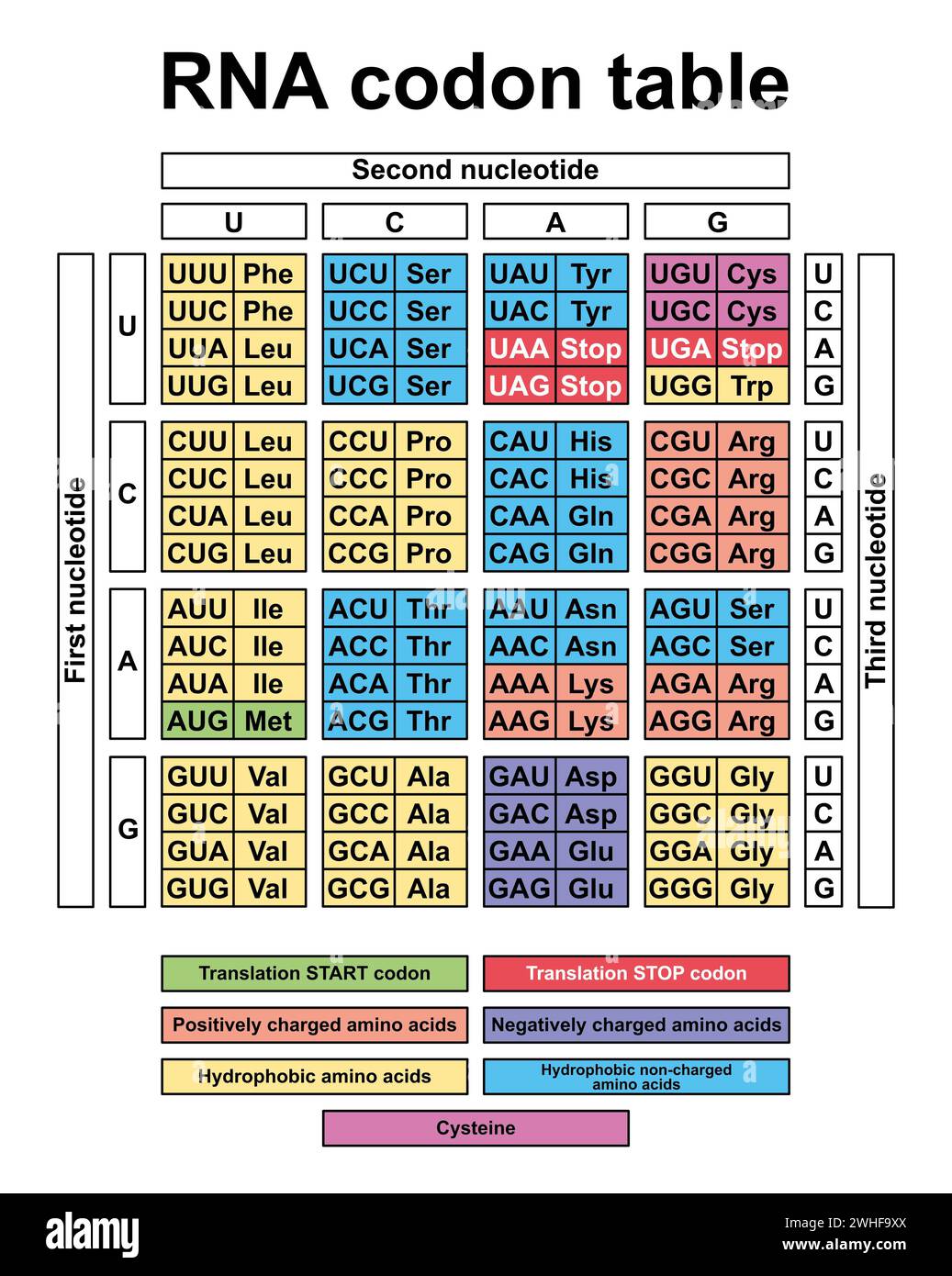 Tabella codone RNA, illustrazione Foto Stock