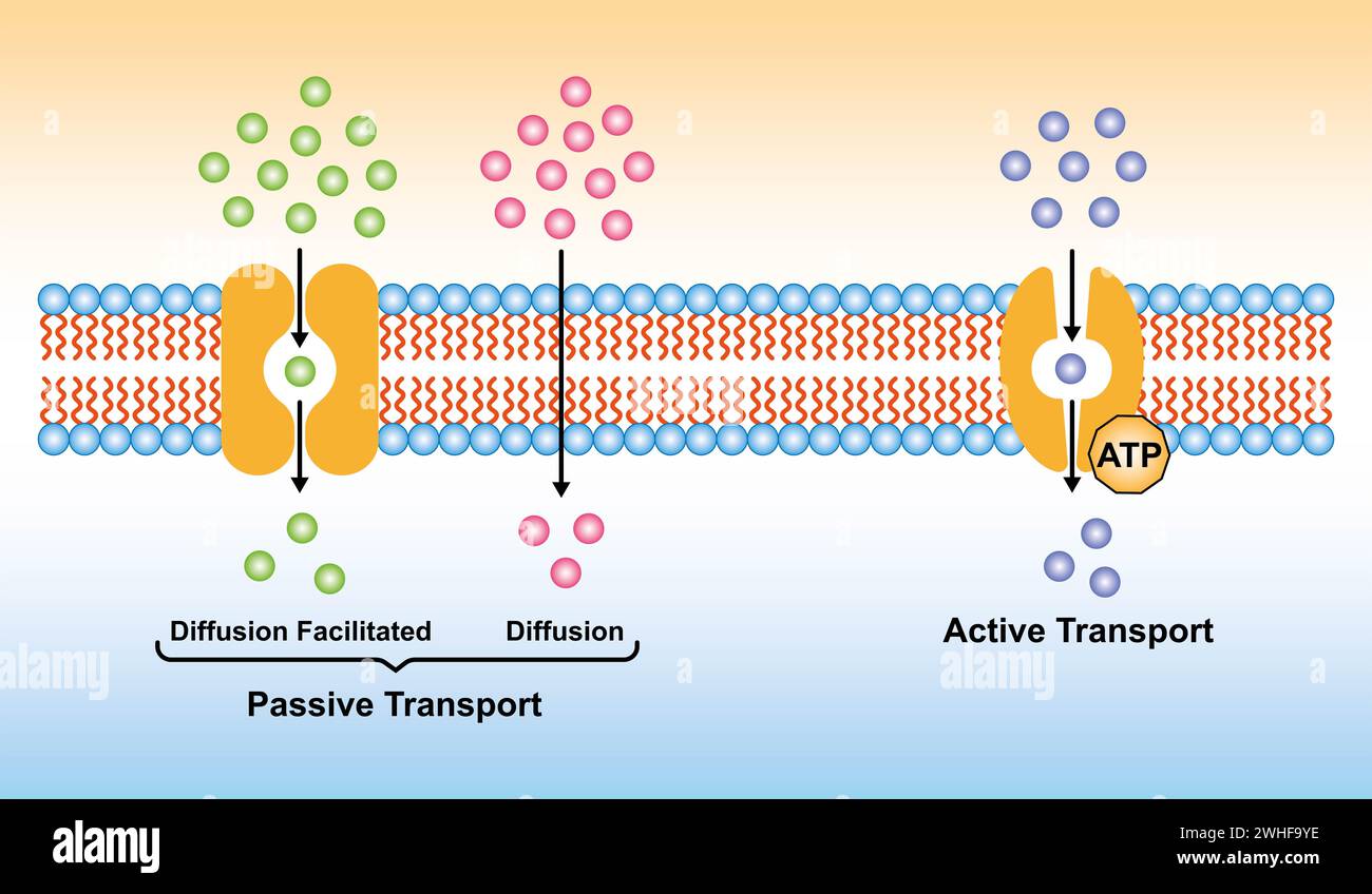 Trasporto cellulare, illustrazione Foto Stock