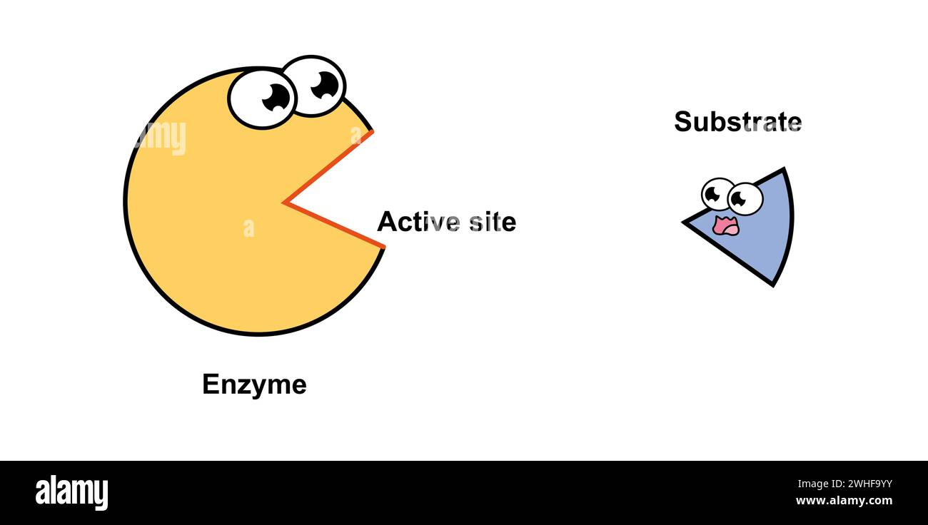 Meccanismo di attività enzimatica, illustrazione Foto Stock