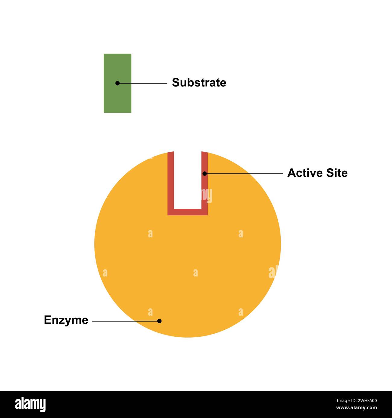 Meccanismo di attività enzimatica, illustrazione Foto Stock