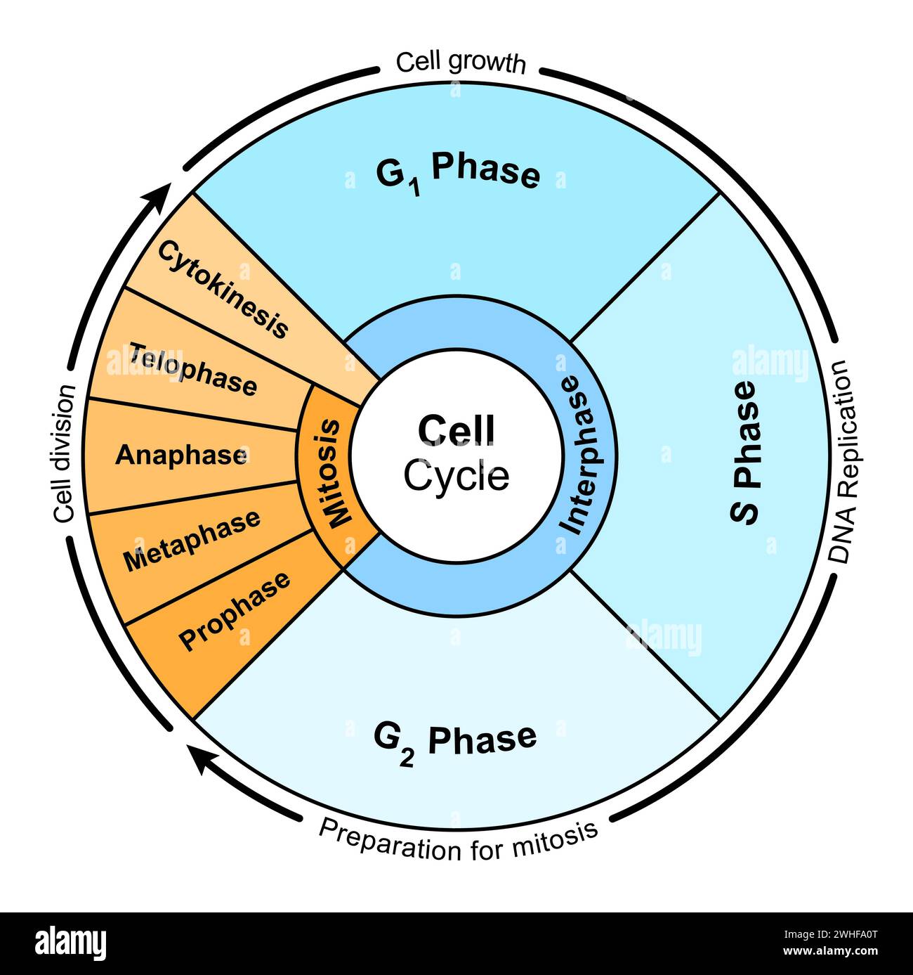 Ciclo di celle, illustrazione Foto Stock