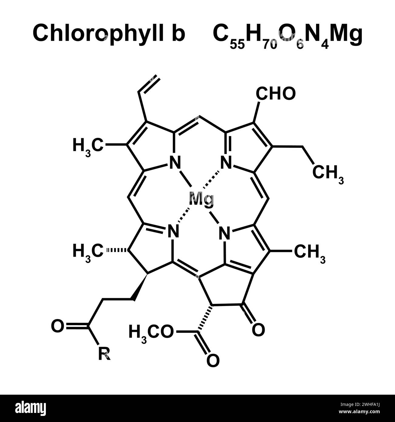 Struttura chimica della clorofilla b, illustrazione. Foto Stock