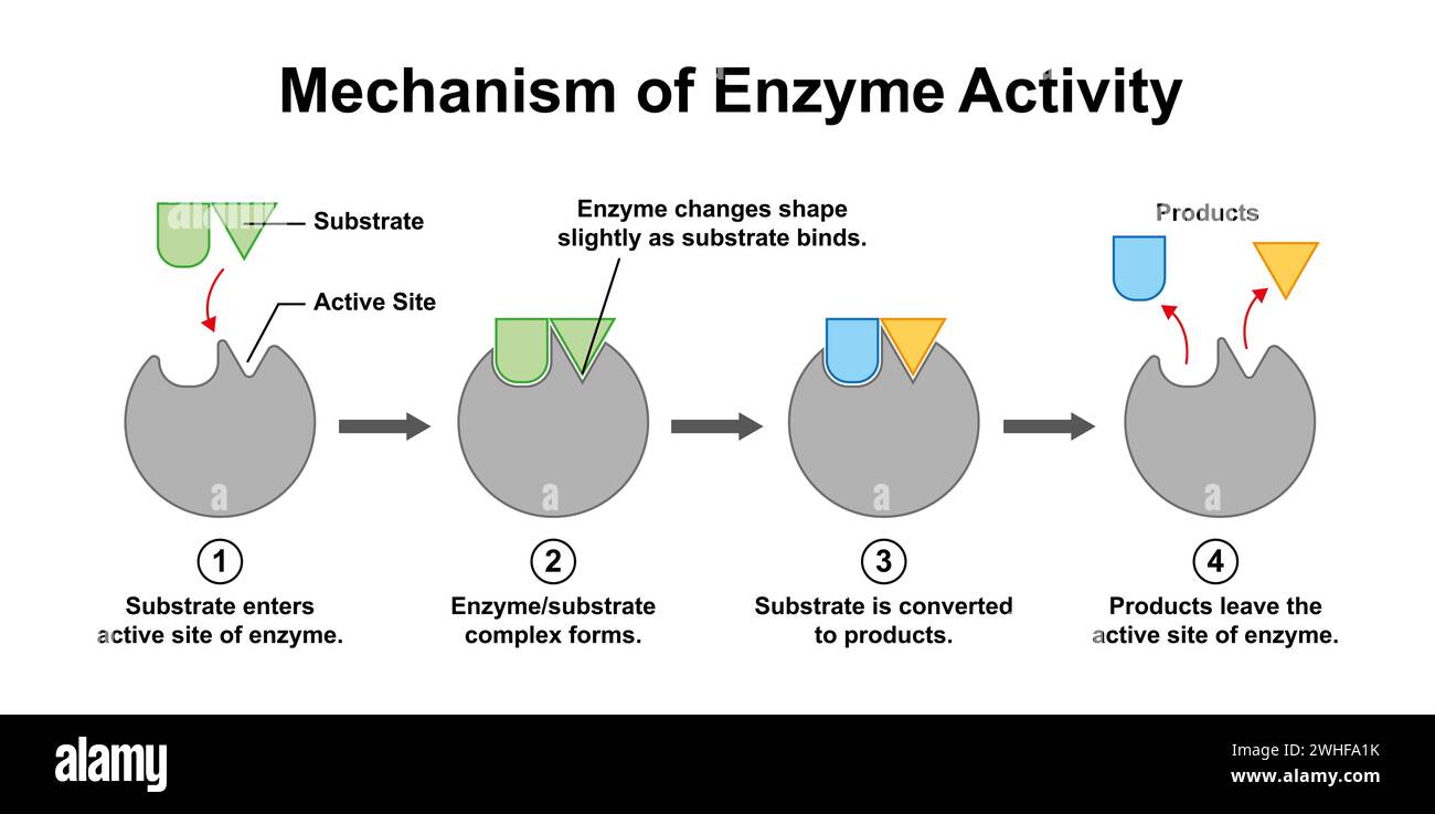 Meccanismo di attività enzimatica, illustrazione Foto Stock