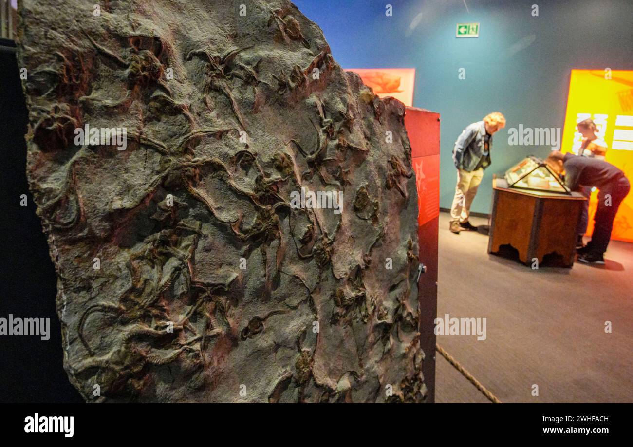 Vancouver, venerdì. 2 settembre 2024. Una placca fossile di echinodermi del tardo periodo Ordoviciano è esposta durante la mostra Monsters of the Abyss all'Acquario di Vancouver, British Columbia, Canada, 9 febbraio 2024. La nuova mostra dell'Acquario di Vancouver, "Monsters of the Abyss", è iniziata venerdì, mettendo in evidenza il passato e il presente degli animali acquatici attraverso mostre interattive, mostre dal vivo e scheletri come Megalodon e Spinosaurus. La mostra durerà fino al 2 settembre 2024. Crediti: Liang Sen / Xinhua / Alamy Live News Foto Stock