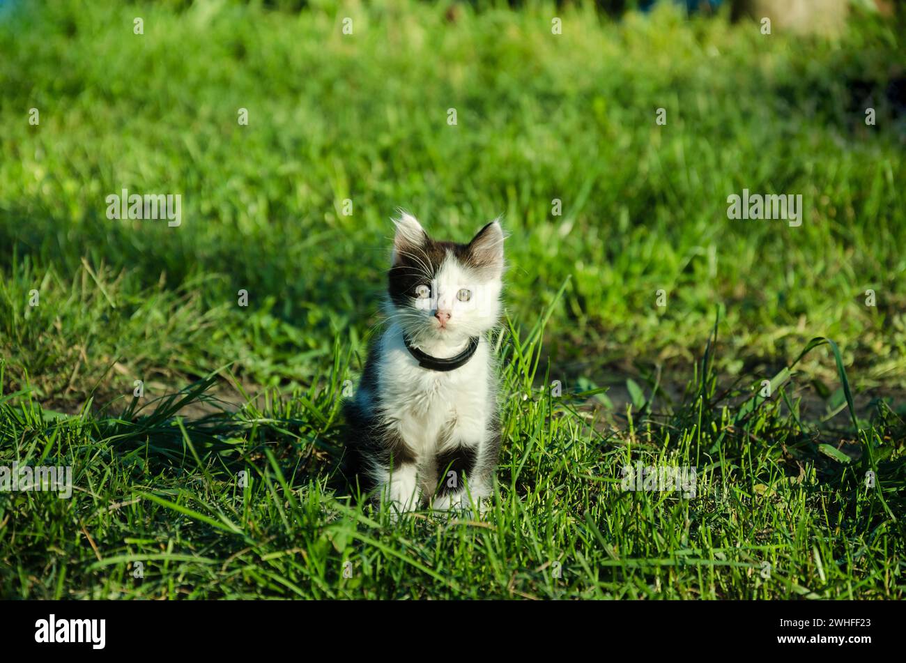 Nel giardino d'estate, gattino bianco e nero seduto su un'erba verde Foto Stock