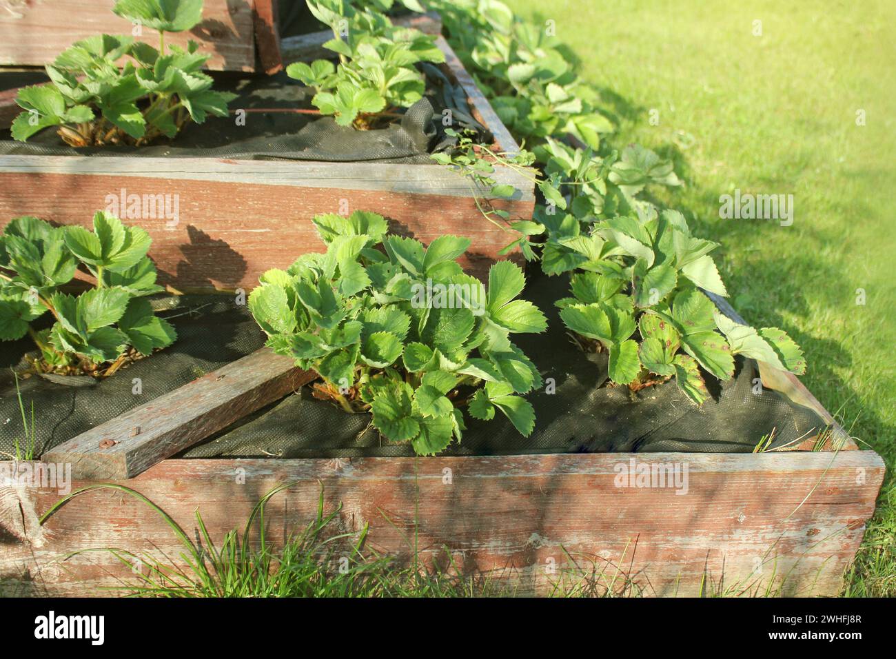 Le fragole crescono nel giardino rialzato. Piramide giardino rialzato Foto Stock