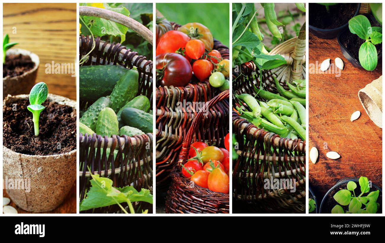 Collage di verdure - prodotti di orto Foto Stock