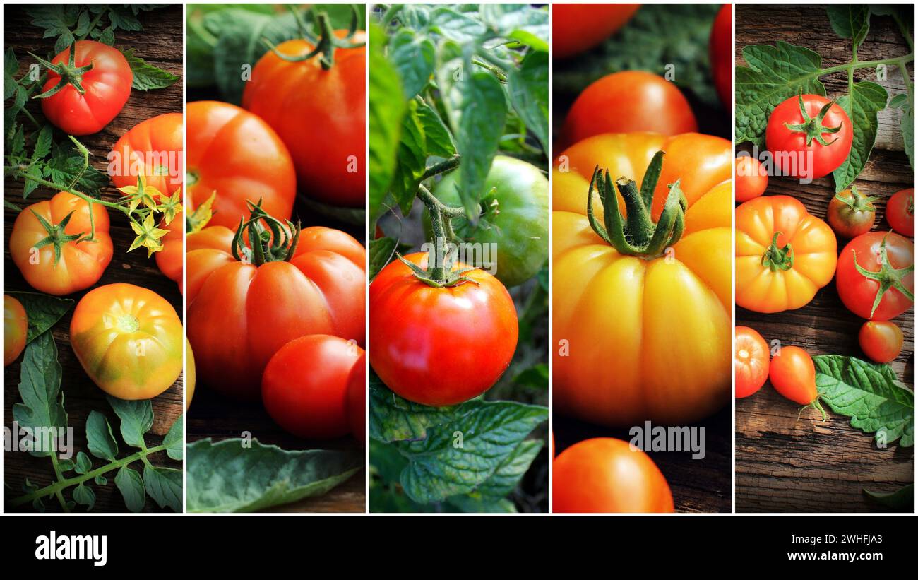 Collage colorato di pomodori biologici maturi. Dieta sana. Sfondo per il giardinaggio Foto Stock