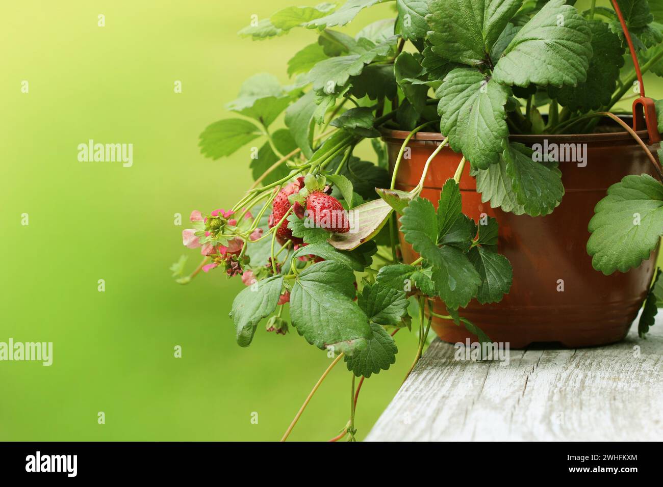 Alpine di piante di fragola in vaso con fiori di colore rosa su sfondo verde Foto Stock