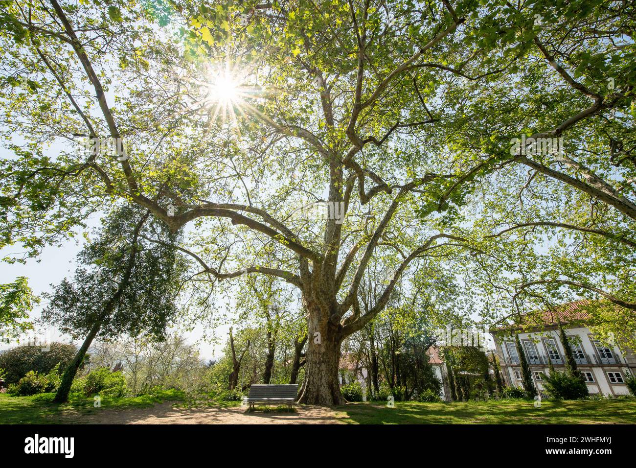 Albero planare ramificato Foto Stock