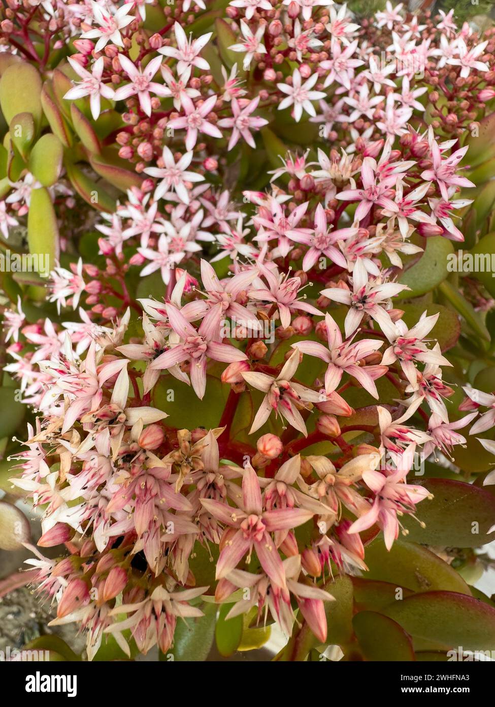 Cespuglio fiorito della pianta di giada Crassula ovata primo piano Foto Stock