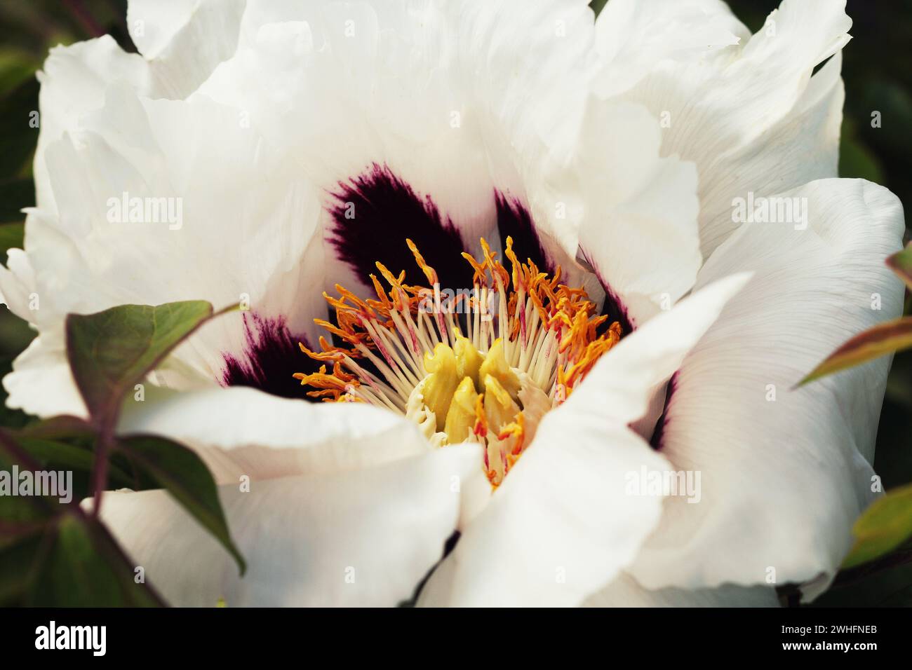 Fioritura peonia bianca dell'albero. Grande peonia bianca nella stagione primaverile Foto Stock