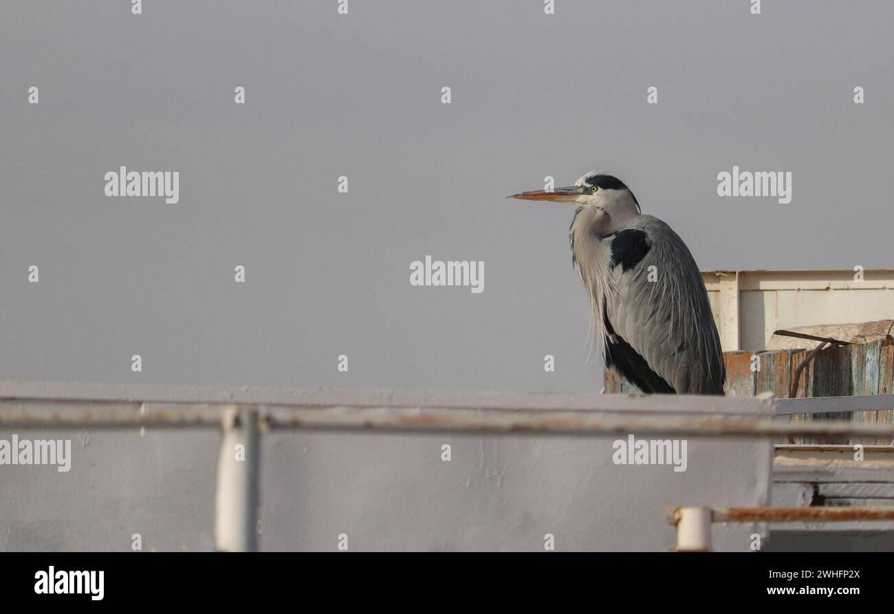 uccello di airone grigio vicino al fiume nilo Foto Stock