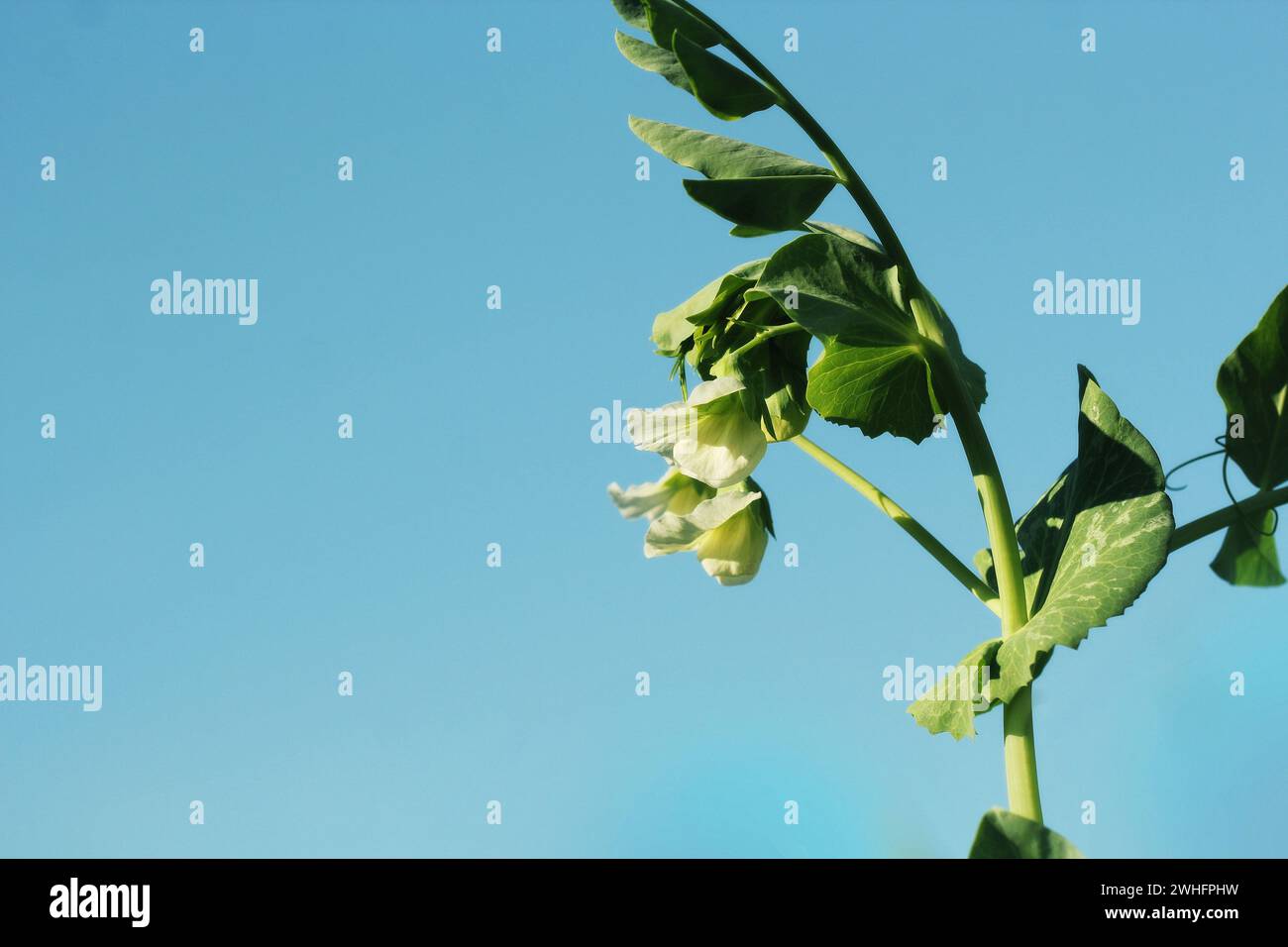 Pianta di pisello verde con fiore bianco sul cielo blu Foto Stock