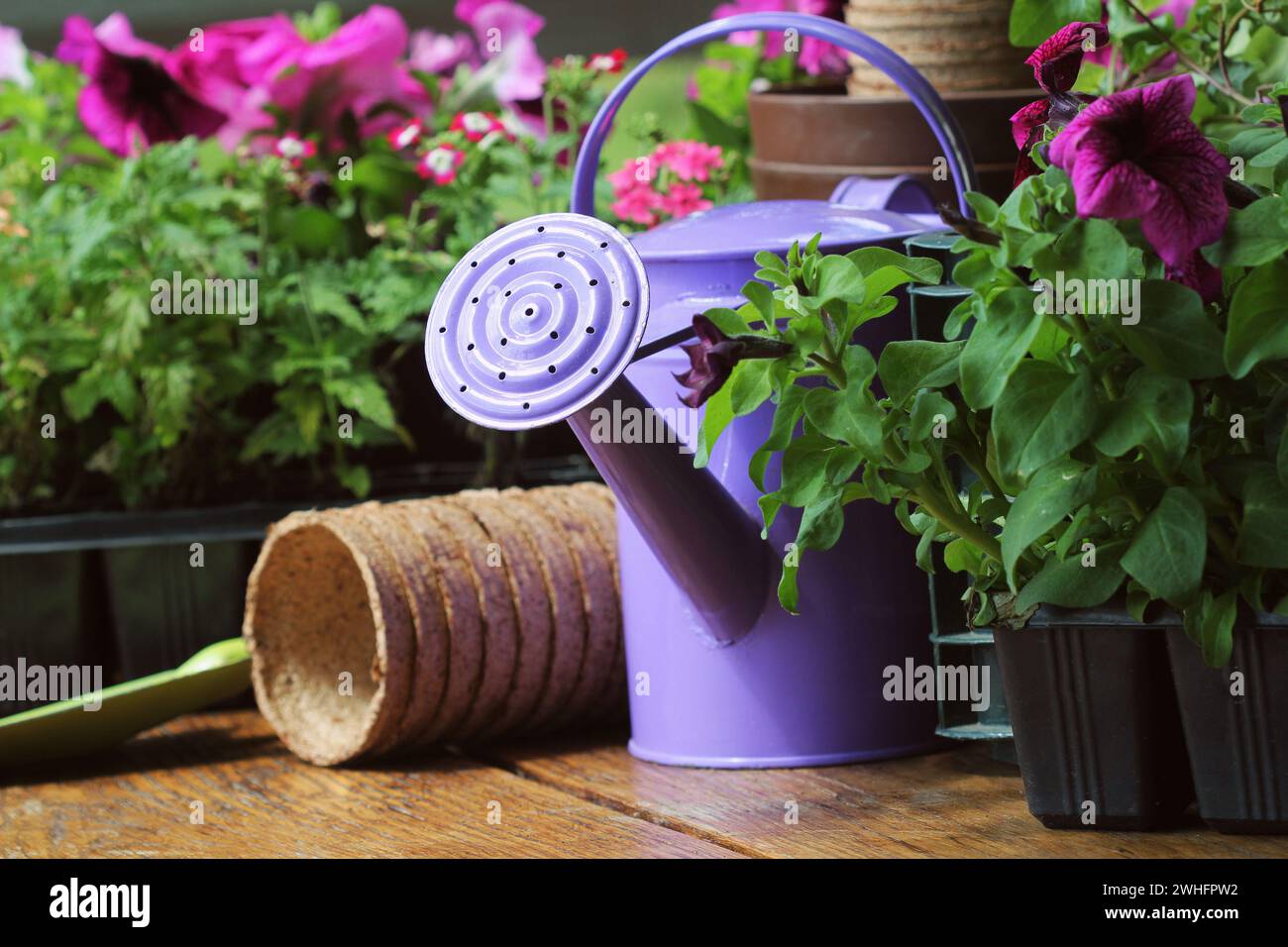 Utensili da giardinaggio e fiore su sfondo di legno Foto Stock
