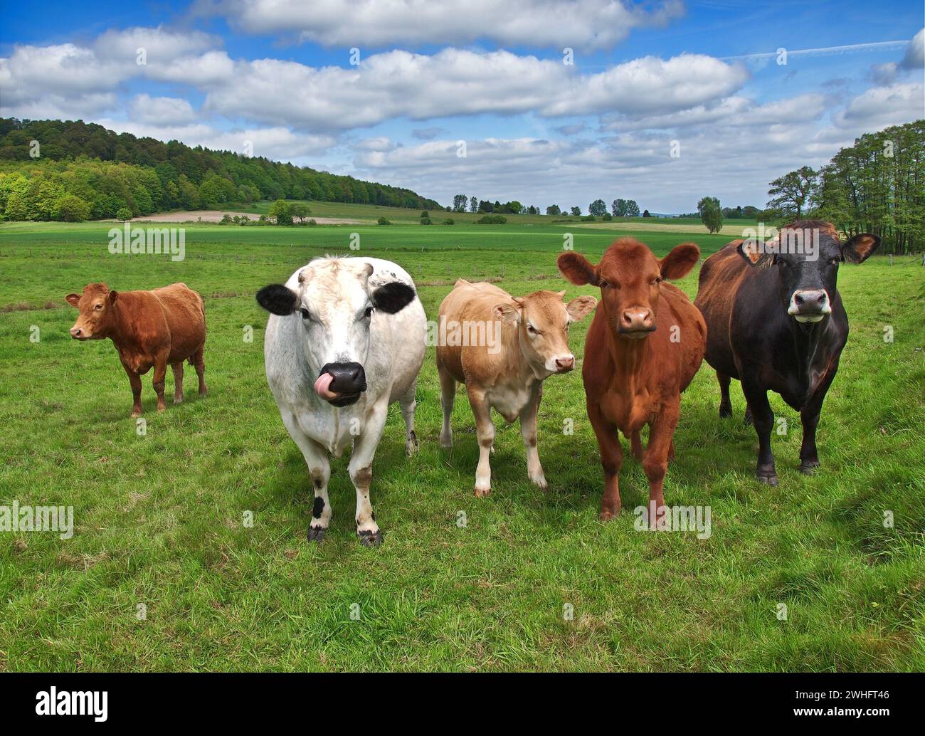 Varie mucche in un pascolo lussureggiante in un ambiente idilliaco Foto Stock