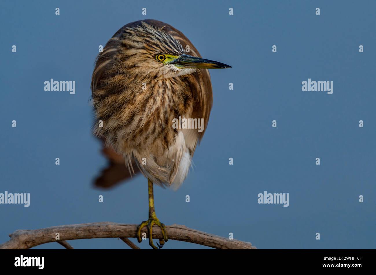 primo piano dell'aiuole di stagno indiano in habitat Foto Stock