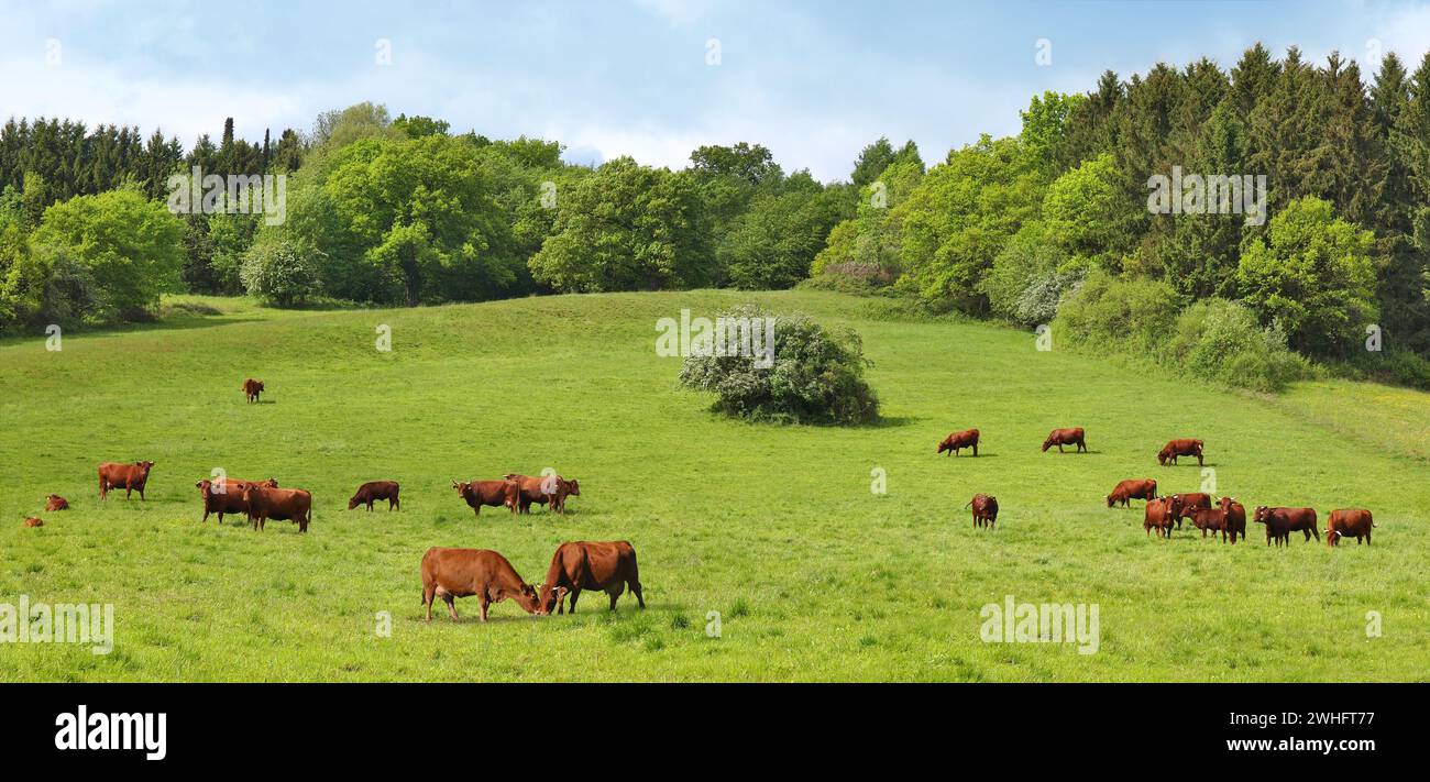Mandria di bovini su pascolo lussureggiante in un ambiente idilliaco Foto Stock