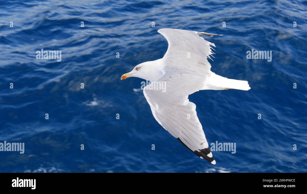 Gabbiano bianco in volo sul mare blu profondo Foto Stock