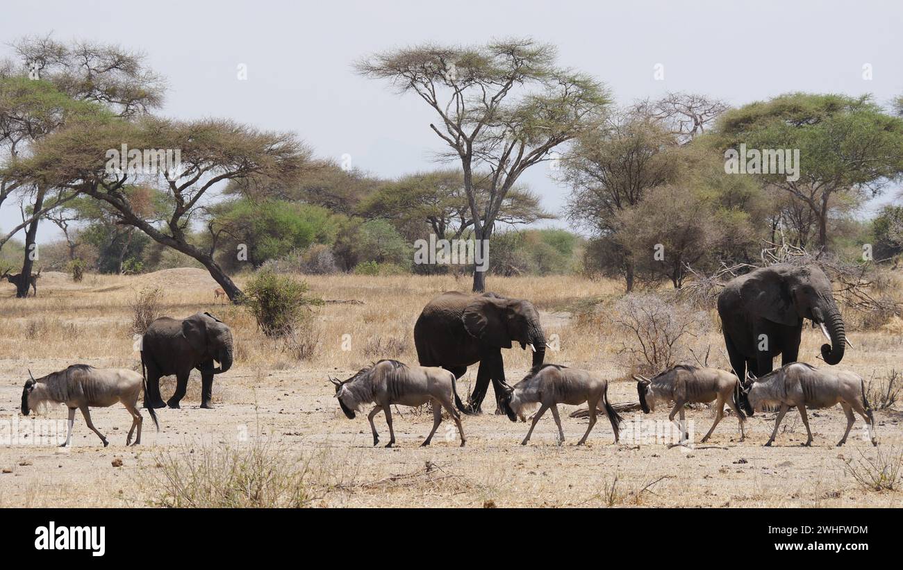 Elefanti e GNU che camminano nella direzione opposta, Serengeti, Tanzania Foto Stock