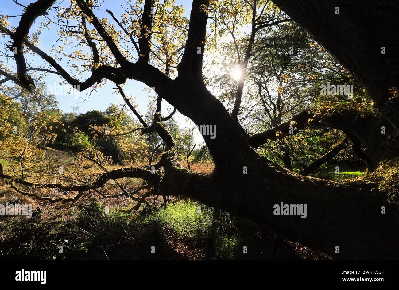 Sole attraverso i rami di quercia Foto Stock