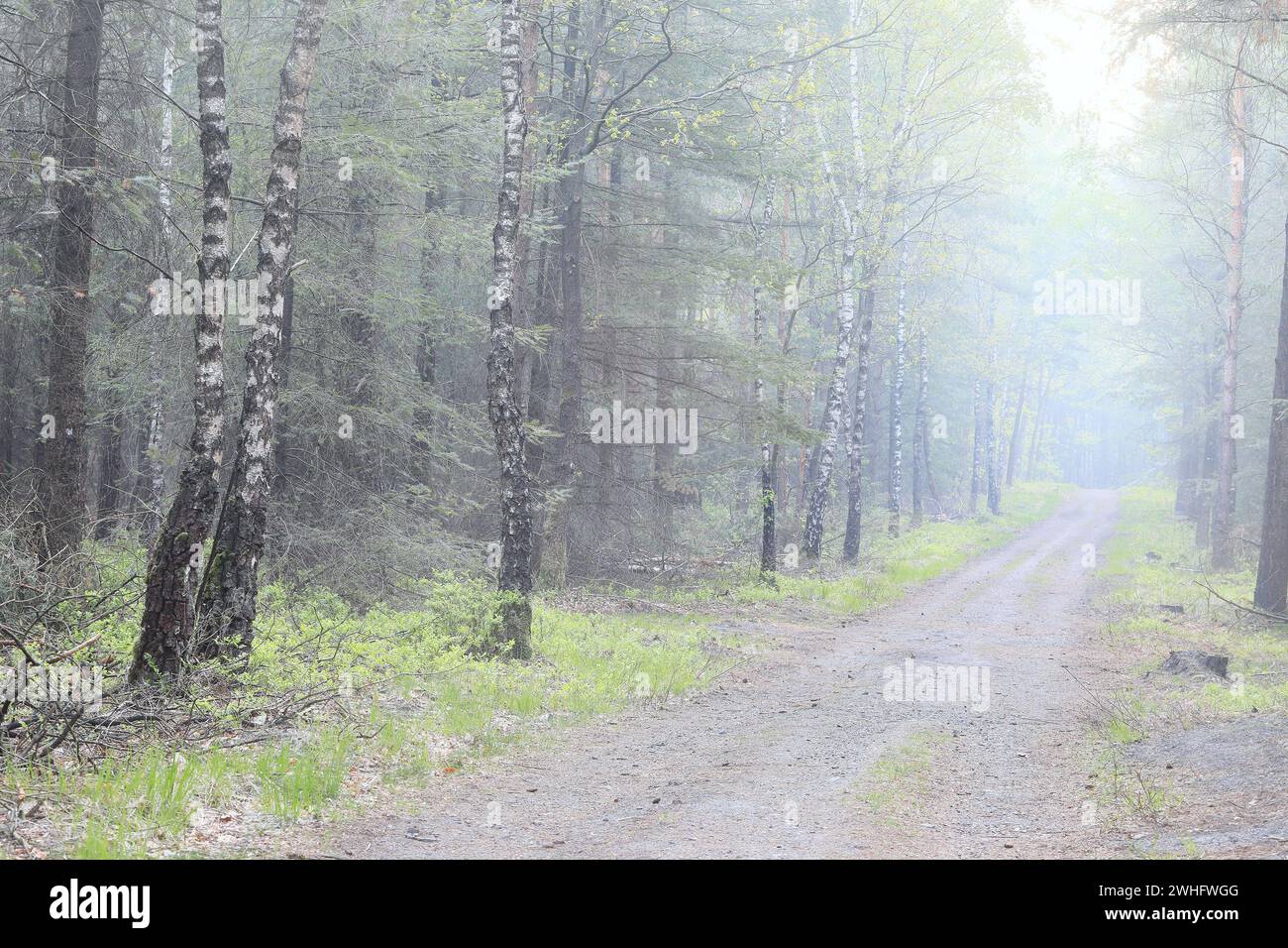 Strada nella splendida foresta di betulle in fitta nebbia Foto Stock