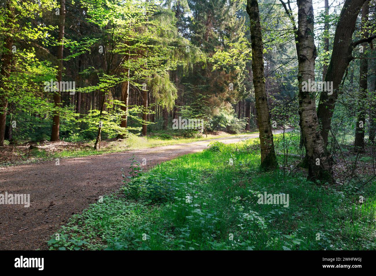 Sentiero accogliente nella foresta alla luce del mattino Foto Stock