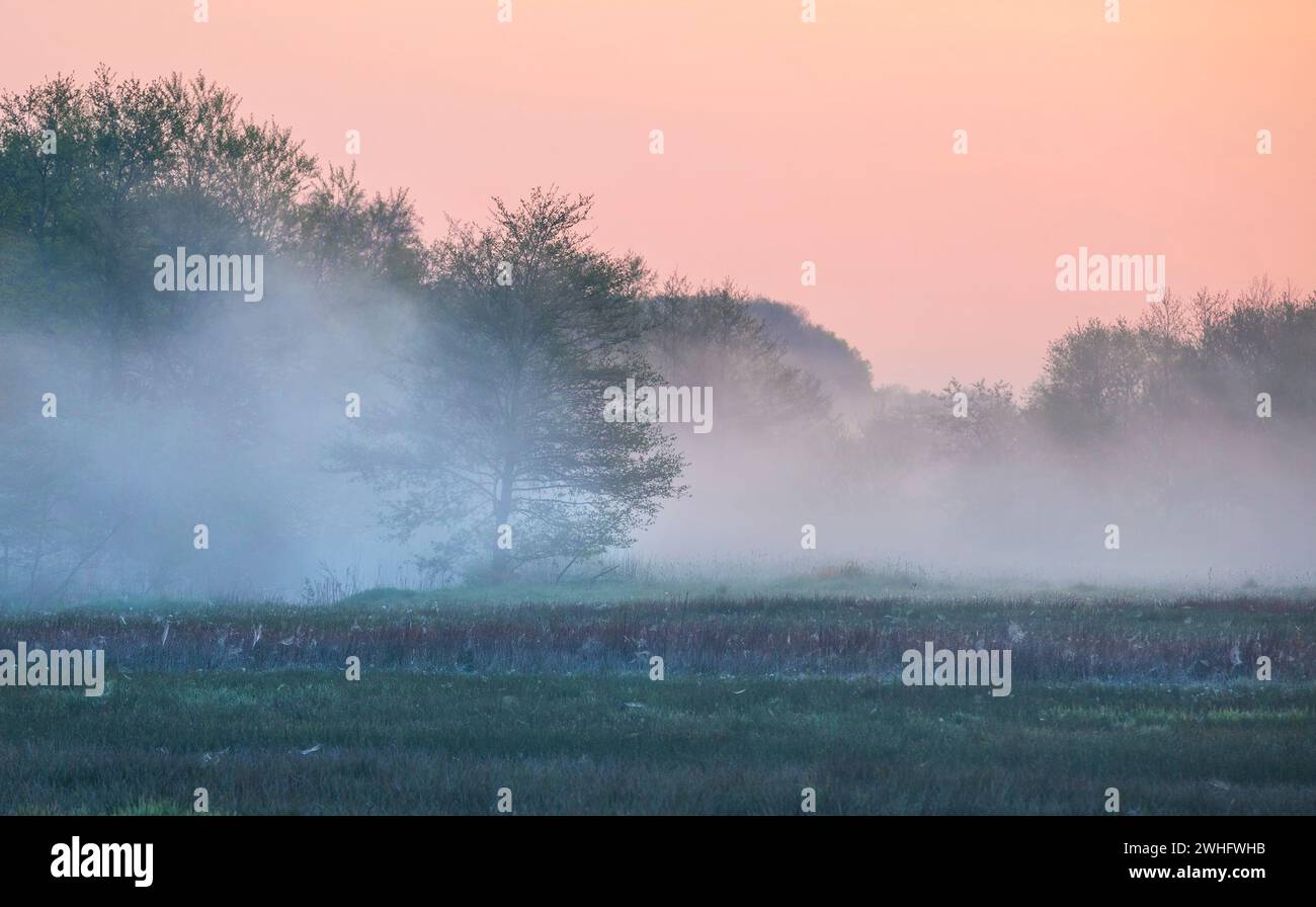 Albero in fitta nebbia mattutina Foto Stock