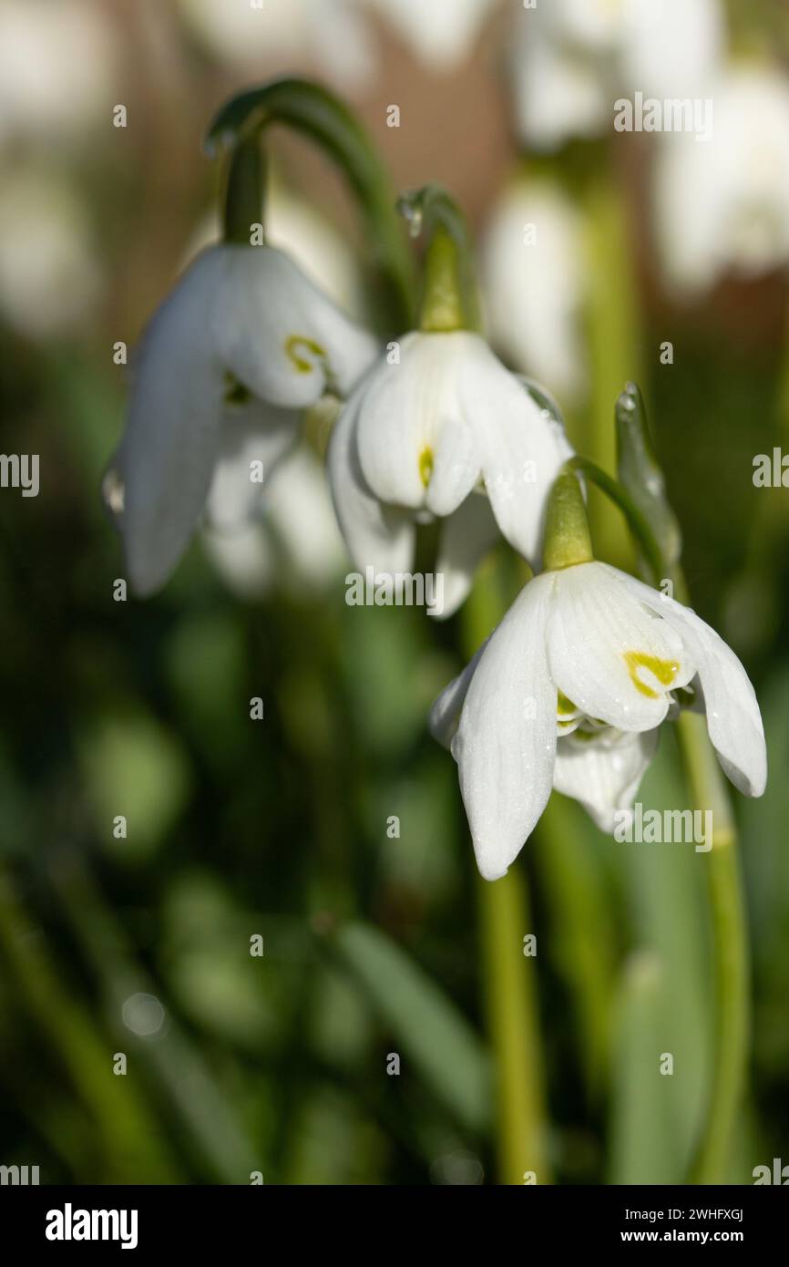 Ritratto di Snowdrops in natura Foto Stock