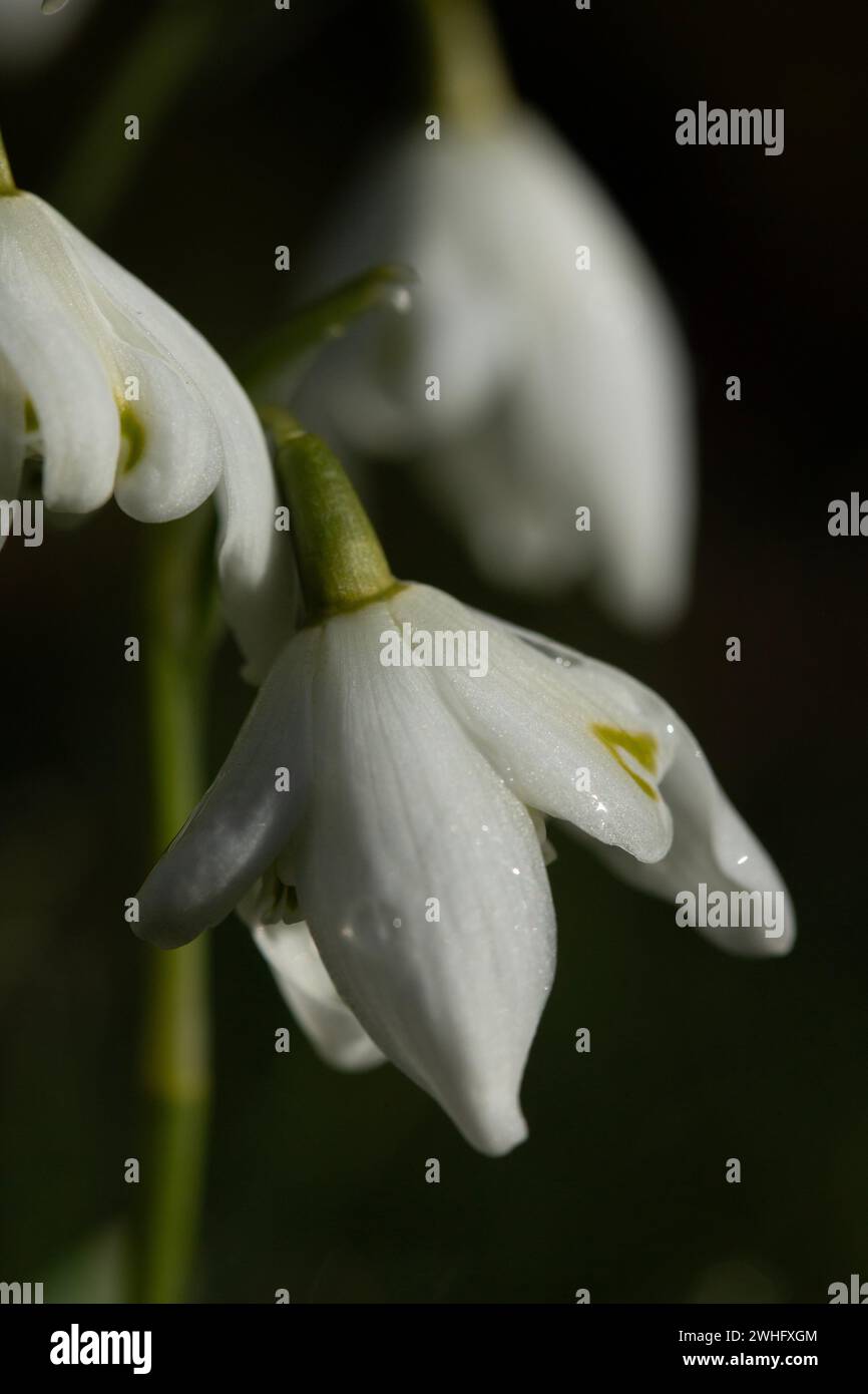 Ritratto di Snowdrops in natura Foto Stock