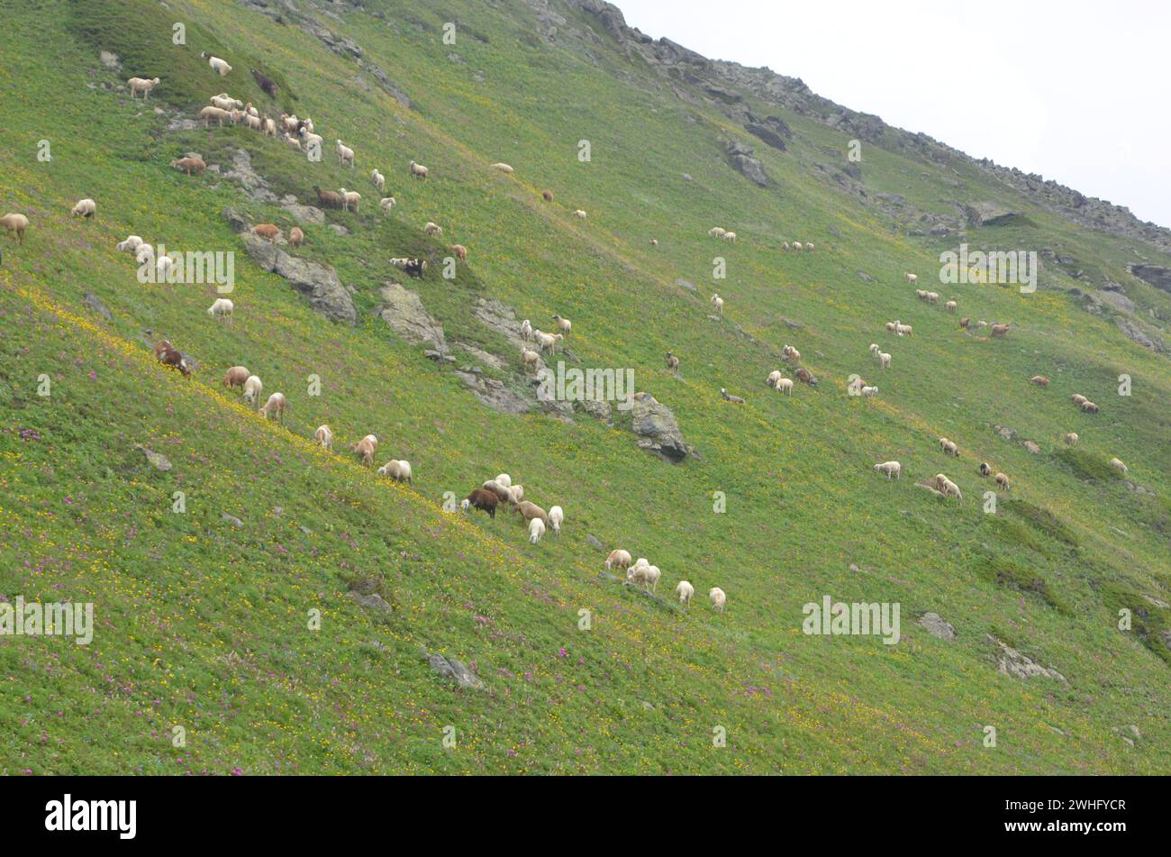 Mandrie ovine nei pascoli alpini Foto Stock