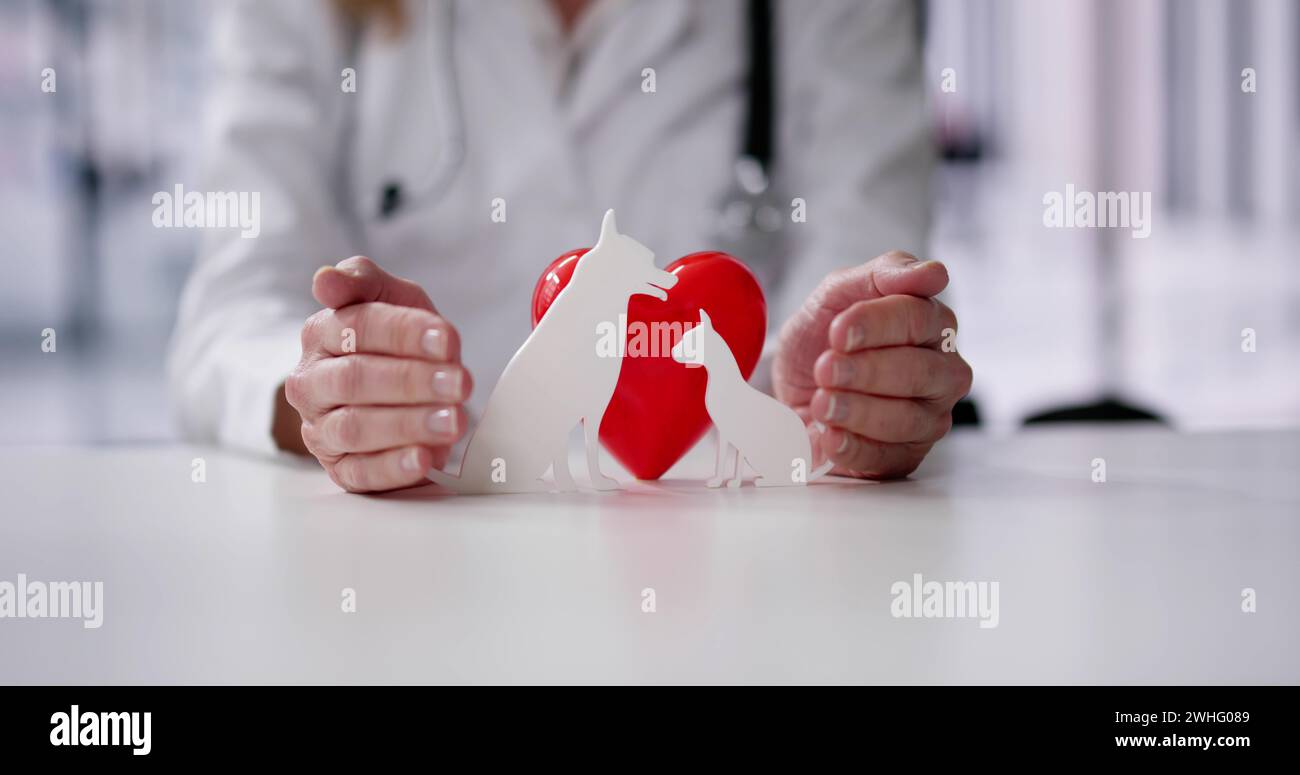 Assicurazione animali domestici. Cane sicuro e auto Foto Stock