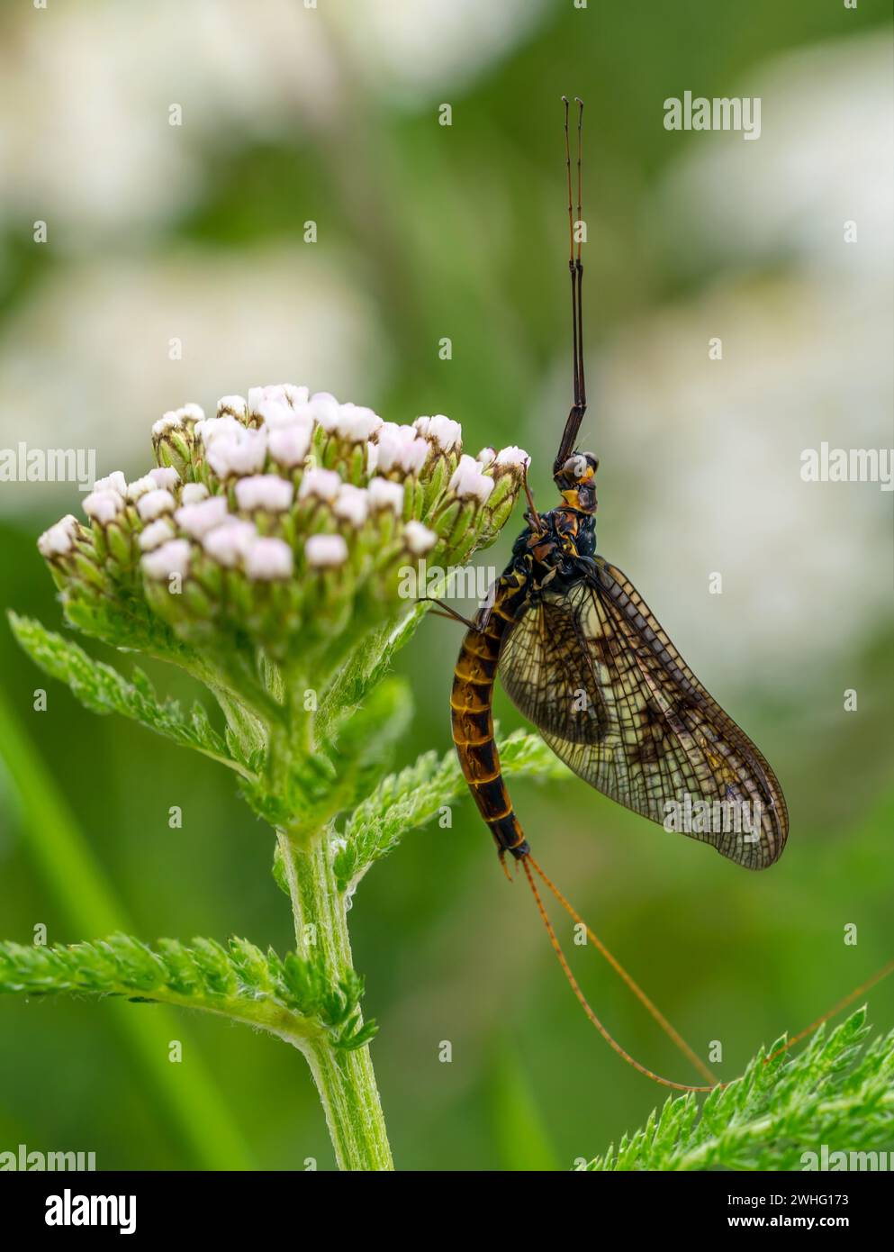 Mayfly - insetto volante su una pianta bianca in fiore in estate Foto Stock