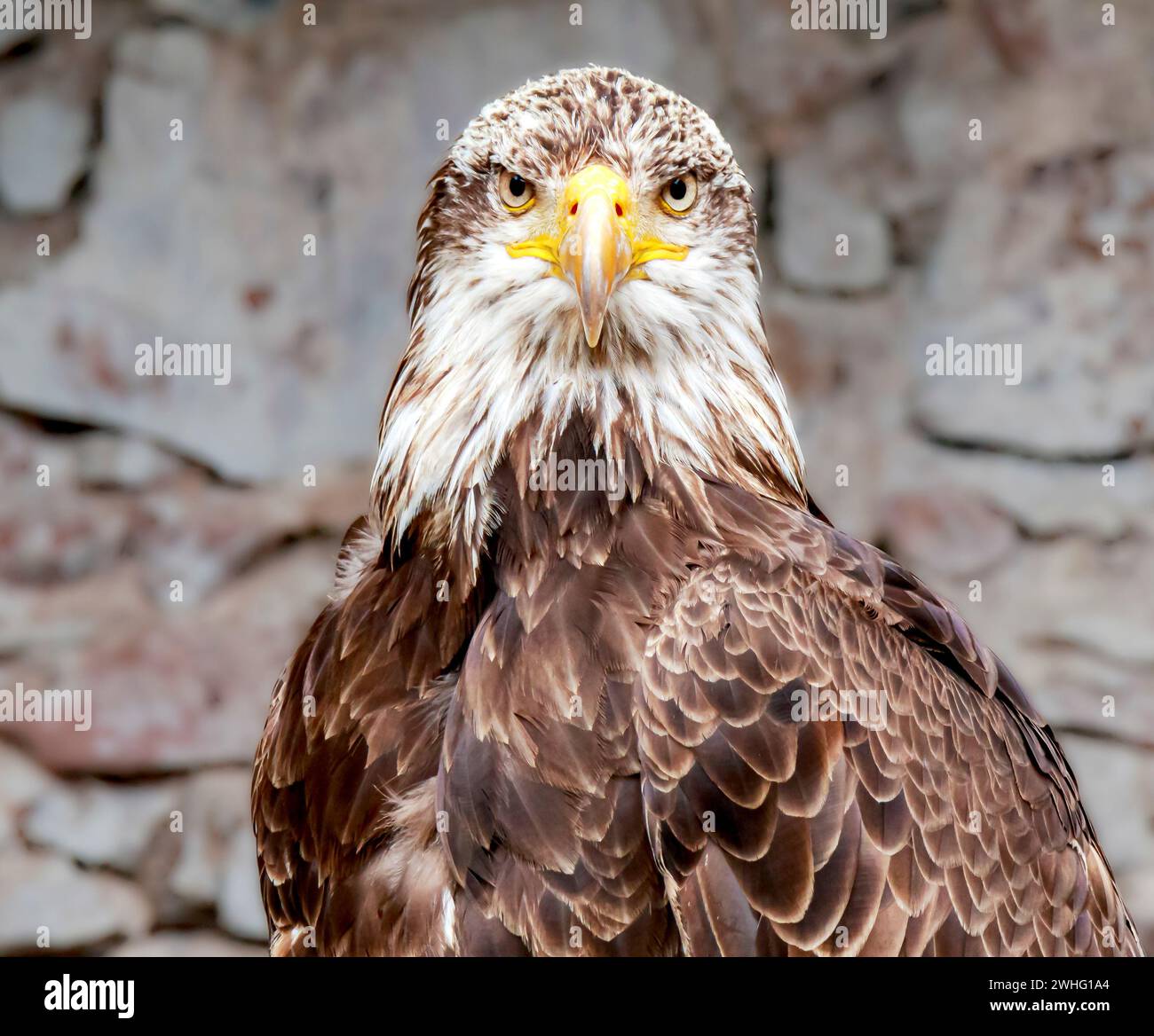 Aquila dalla coda bianca (Haliaeetus albicilla), vista frontale Foto Stock