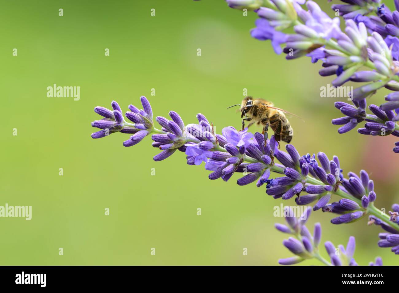 Ape su lavanda Foto Stock