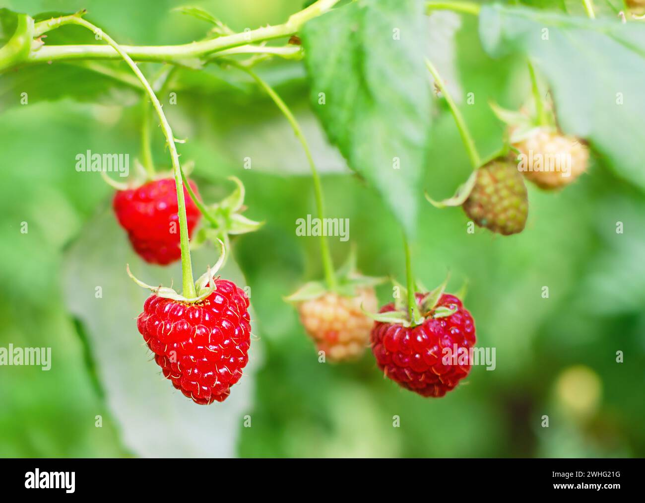 Ripe rosso lampone Foto Stock