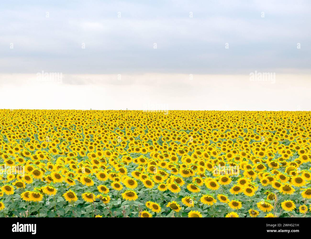 Campo giallo di girasoli in fiore Foto Stock