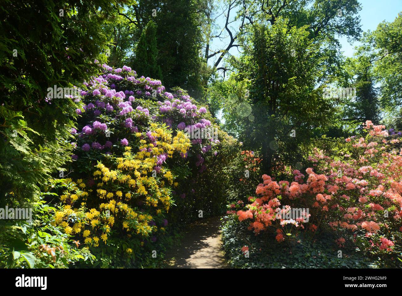 Parcheggiare con rododendro Foto Stock