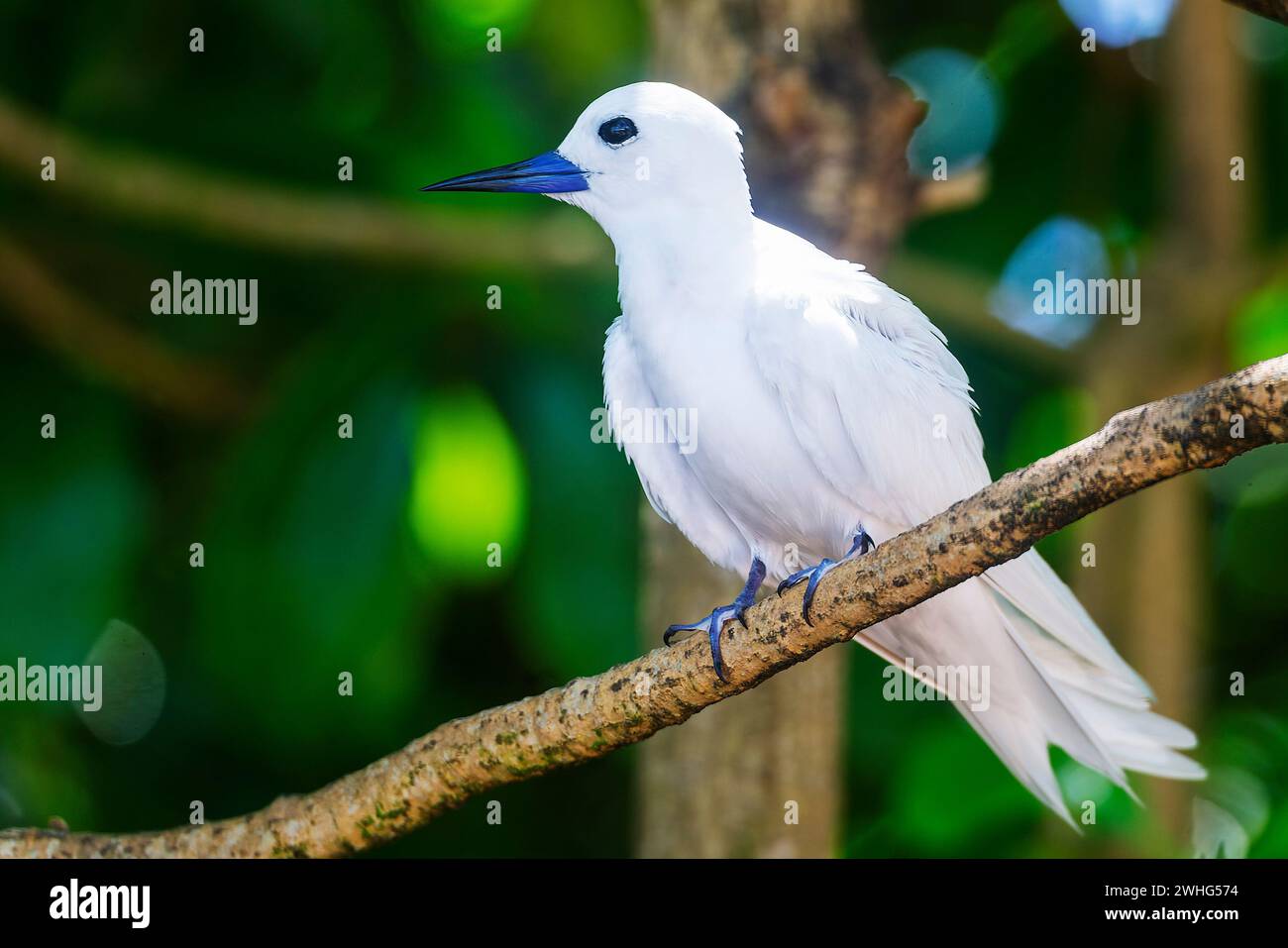 Tern Bianco o Tern Fairy (Gygis alba) a Cousin Island, Seychelles, Oceano Indiano, Africa Foto Stock