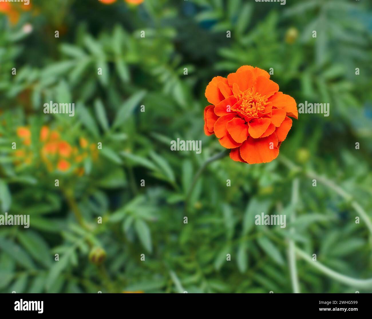 Fiore di Marigold su uno sfondo di foglie verdi Foto Stock