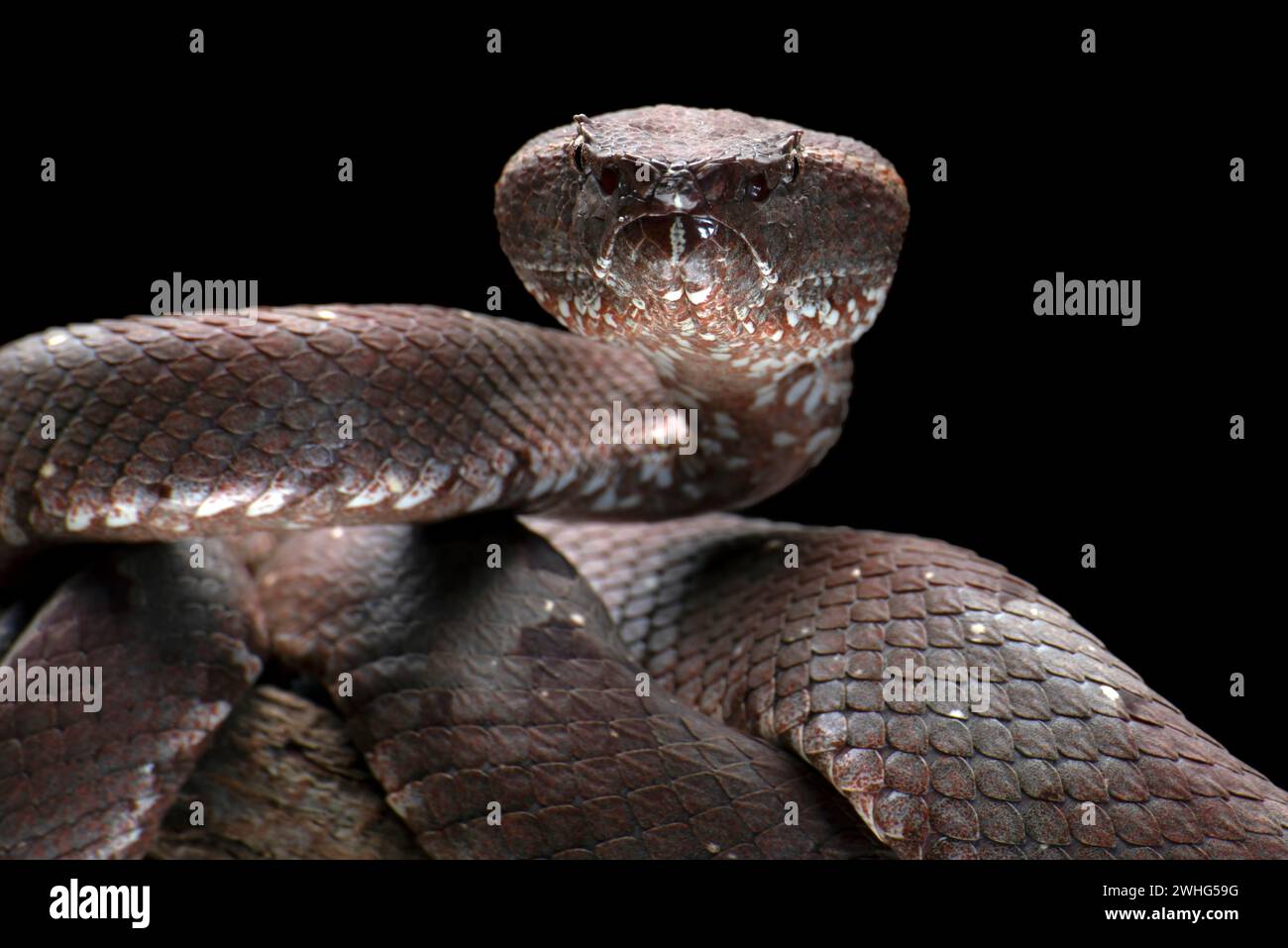 Vipera con naso piatto su sfondo nero Foto Stock